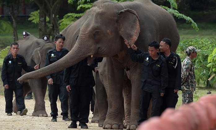 Elephant in Thailand kills British tourist in front of teenage daughter